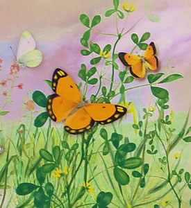 Пеперудите и цветята на Беласица